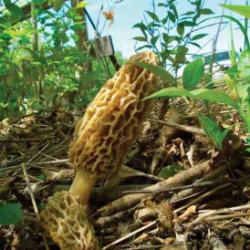 Heart of the Home: Foraging for Wild Edibles Image